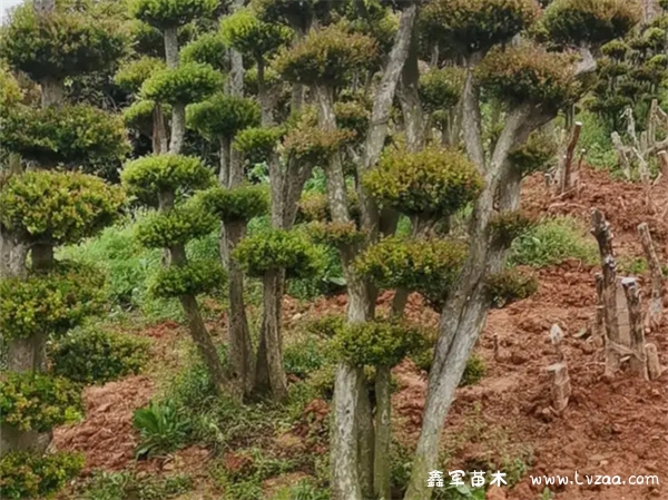 小叶赤楠怎么样?