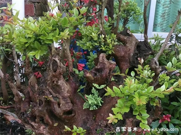赤楠与黄杨区别在哪里?