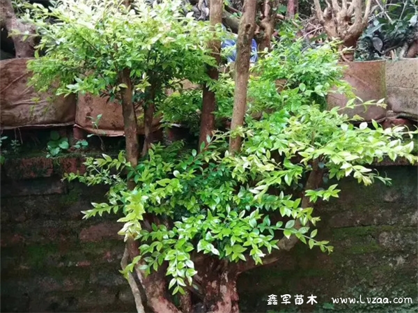 赤楠与黄杨哪个好?