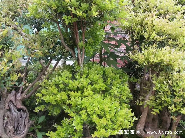 赤楠又名什么树?