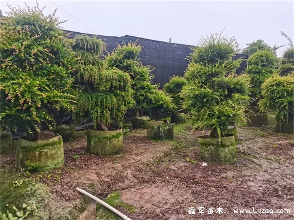 赤楠有几种品种?