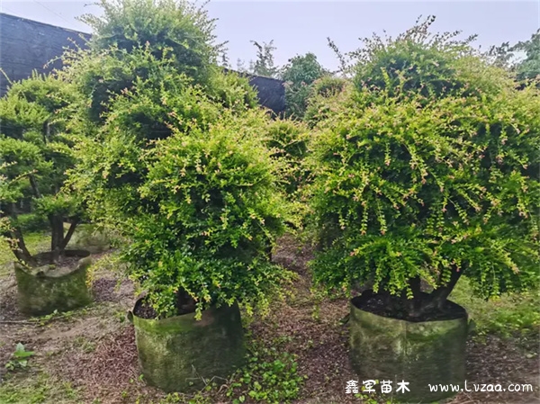 赤楠有几种品种?