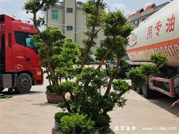 赤楠叶子逐渐干枯怎么办?