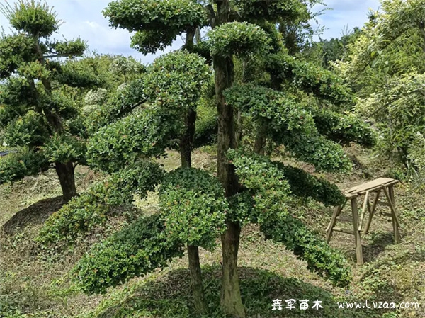 赤楠叶子尖发黄干枯怎么回事?
