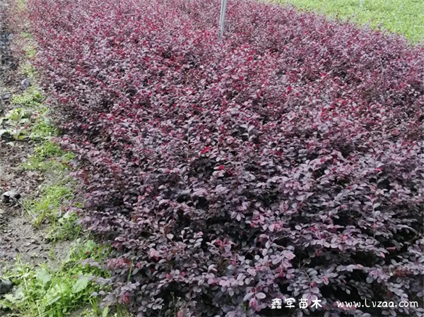 红叶石楠和红花继木的区别