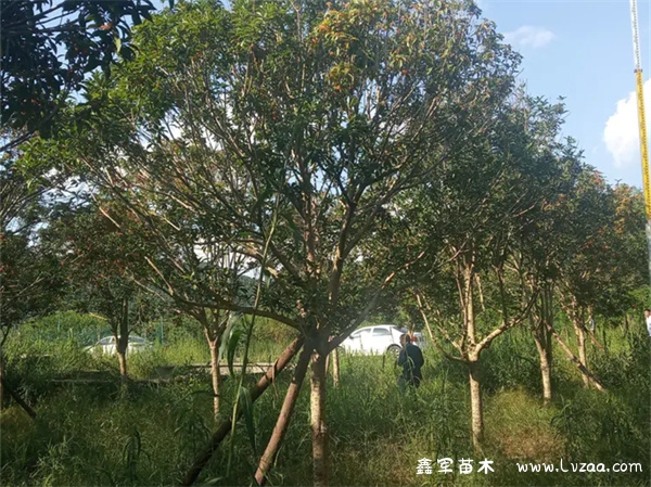 丹桂金桂四季桂哪个好?