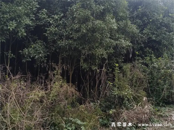丹桂花能吃吗?