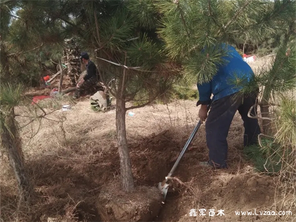 油松和黑松是一个品种吗?