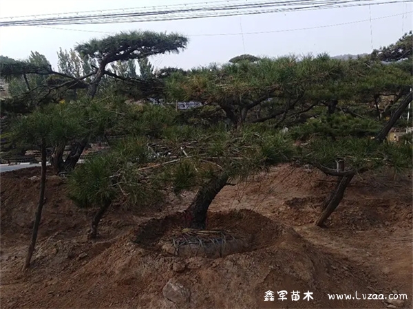 下山黑松为何难成活?