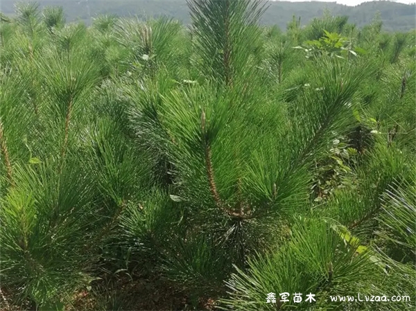 黑松种在家里禁忌