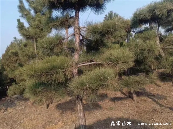 黑松拔针后还会长吗?
