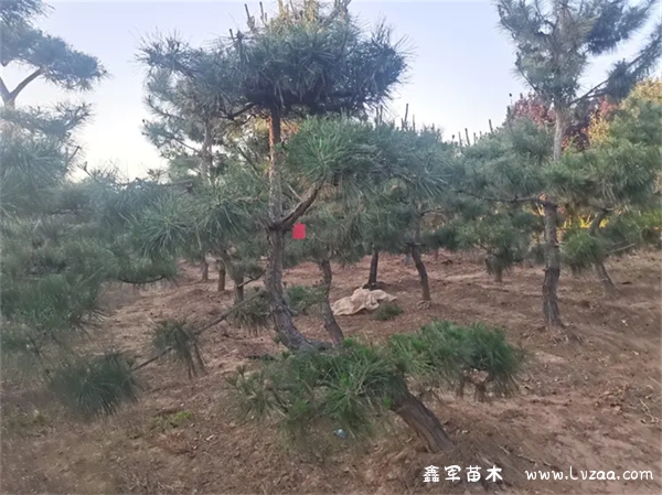 黑松造型什么季节合适?