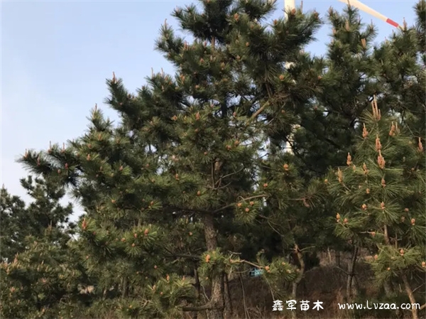 黑松小苗几年后开始造型?