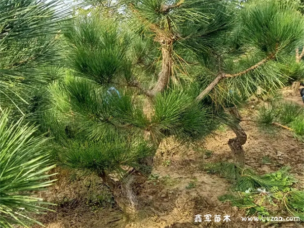 黑松树造型和修剪