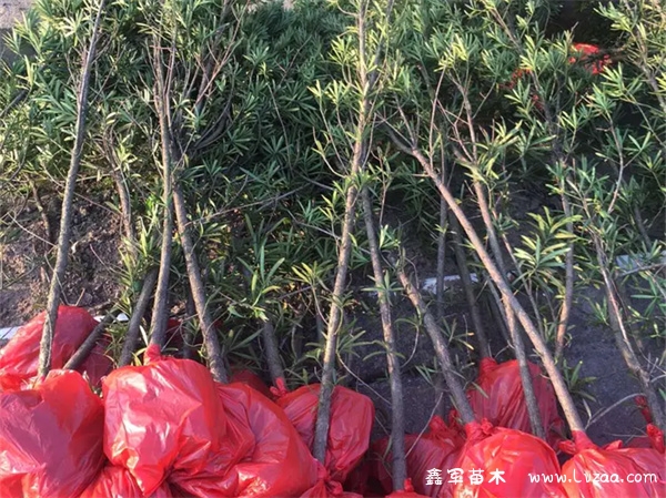 罗汉松最名贵的是什么品种?