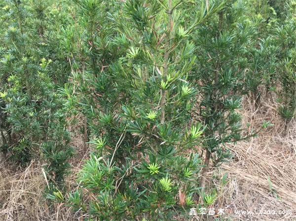 罗汉松种多少年才可以造型?