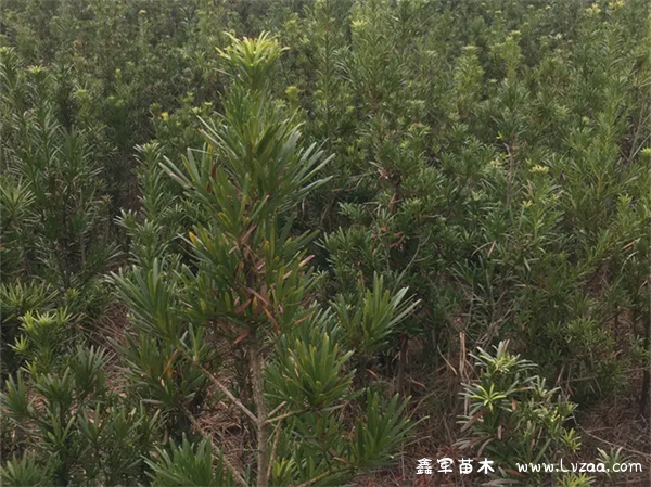 罗汉松种院子吉利吗?