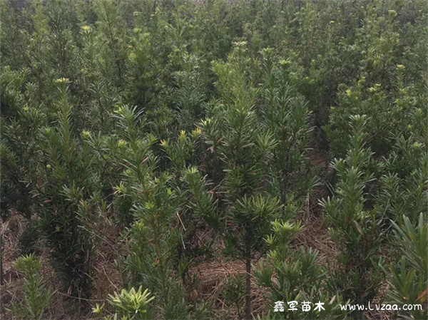 罗汉松种大门前什么位置?