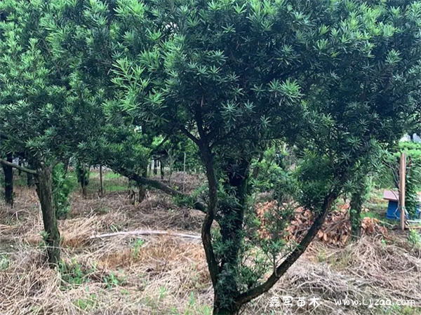 罗汉松长成大树要几年?