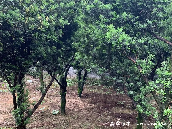 罗汉松怎样做造型?