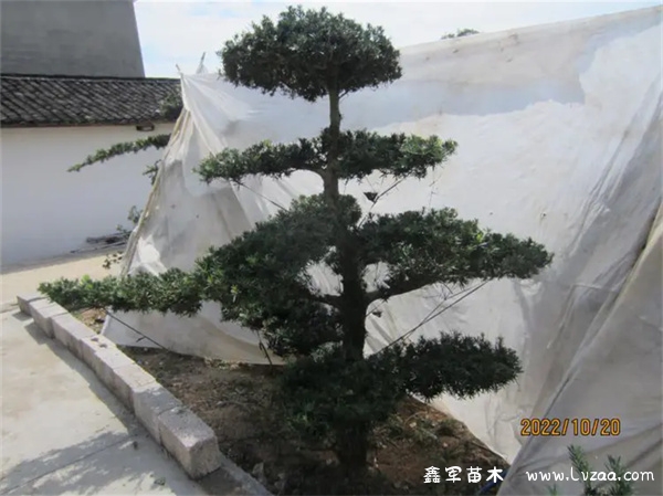 罗汉松怎么修剪成云层?