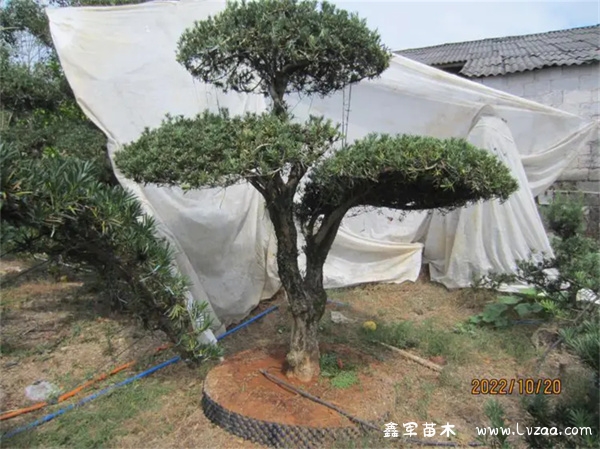 罗汉松怎么修剪成云层?