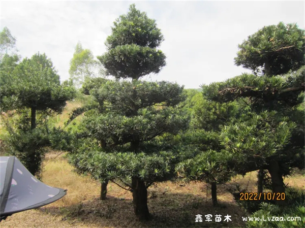 罗汉松造型自然好还是扭湾好?