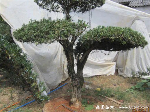 罗汉松造型怎么做?