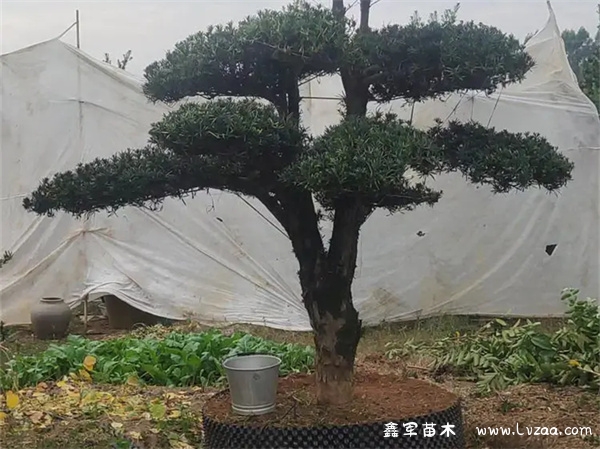 罗汉松造型用多大的铝丝?
