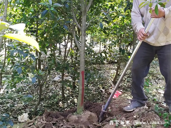 盆栽桂花树的养殖方法和注意事项