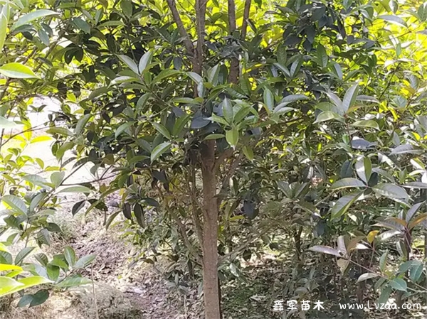 盆栽桂花树的养殖方法和注意事项